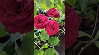 three roses music movie love song 🌹 flowers [upl. by Utta]