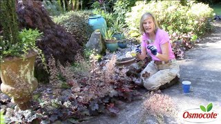 Trimming Heuchera [upl. by Francklin]