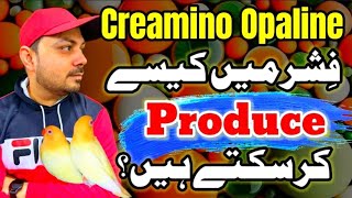 Creamino Opaline  فشر میں کیسے پروڈیوس کر سکتے ہیں  Albino Opaline  Welcome Aviary official [upl. by Aihsilef]