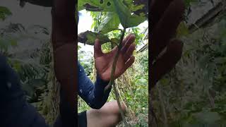 GOOD DEVELOP AND FAST GROW INARCHING GRAFTING AVOCADO [upl. by Storfer]