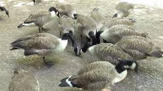 Who can pick Canada Goose Peppa out from a crowd saltygoose [upl. by Ettener436]