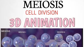 Cell division Meiosis 3D Animation in Urdu [upl. by Edmead]