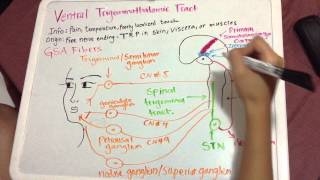 Ventral Trigeminothalamic Pathway [upl. by Einittirb800]