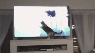 Cat reacts to Rain World Submerged [upl. by Mikel]