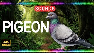 Pigeon Sound effect Animal Sounds Library [upl. by Hoopes]