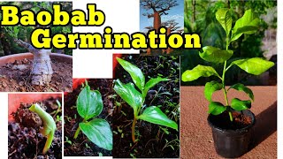 Baobab seed germination trick Adansonia digitata गोरखचिंच gardening video no 5 [upl. by Irab]