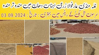 Grain market arifwala paddy corn 03092024  غلہ منڈی عارفوالا مکئ تل سرسوں کے ریٹس میں بہتری [upl. by Darrill]