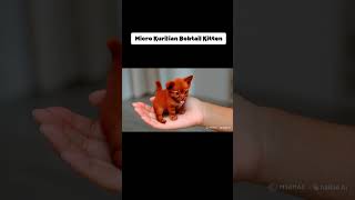 The Most handsome Kurilian Bobtail Kittens on a Hand pets puppies cute micropets [upl. by Zoila]