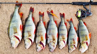 I hit the big perch jackpot  the best redfin fishing I have ever had off the bank of any lake [upl. by Eiwoh]