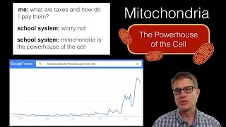 Mitochondria The Powerhouse of the Cell [upl. by Lilly]