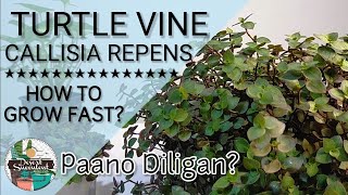 4 Turtle Vine Callisia Repens Succulent Care Guide  다육식물 多肉植物 Suculentas [upl. by Rutan]