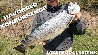 Jægeren amp Lystfiskeren KYST CUP 2023 🎣🎣  525CM Præmie fisk [upl. by Milore]