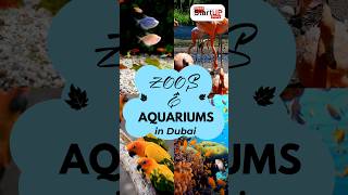 Zoos amp Aquariums in Dubai [upl. by Azarria]