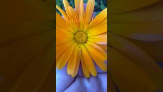 Calendula Flower Cycle Vibrant Blooms from seeds todaysbloomers potmarigold calendula [upl. by Enirrok]