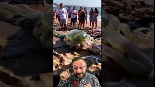 Agua viva caranguejo gigante na beira da praia Biólogo Henrique explica IA [upl. by Aikemehs]