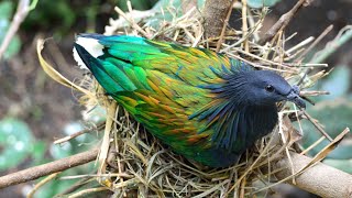 World Most Beautiful Nicobar Pigeon Making Nest bdwildbird [upl. by Romelda]