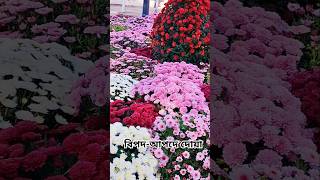 Beautiful flower garden Paris shorts shortsfeed trendingshorts islamicshortsvideos dua [upl. by Ezitram]