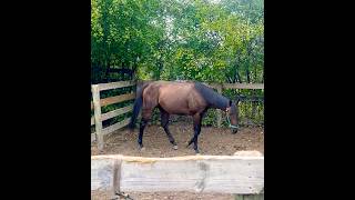 Beautiful Horse [upl. by Carri]