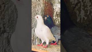 🕊️நாகர்கோவில்புறாக்கள்🕊️ பறவைபுறாக்கள் 🕊️NagercoilPigeons🕊️ bestline birdsComputerRajan 9442935008 [upl. by Arreyt]