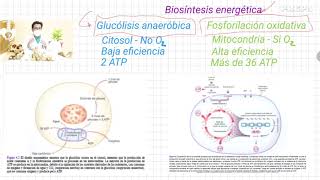 Glucólisis anaeróbica Vs fosforilación oxidativa [upl. by Abba]