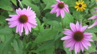 Plant portrait  Purple coneflower Echinacea purpurea [upl. by Gerhard944]