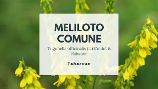 MELILOTO COMUNE  Trigonella officinalis Fabaceae  Yellow sweetclover [upl. by Airlee]