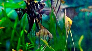 Species Profile  30  The Angelfish Pterophyllum scalare [upl. by Leila808]