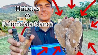 CAZA DE PALOMA ALA BLANCA O HUILOTA  caza con RESORTERA en NAYARIT [upl. by Atiuqel]