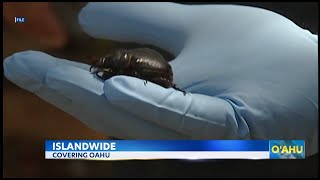 Grants awarded to combat Coconut Rhinoceros Beetles on Oahu [upl. by Akirrehs]