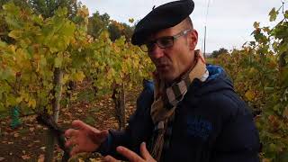 Visiting a prephylloxera vineyard in SaintMont [upl. by Raymund768]