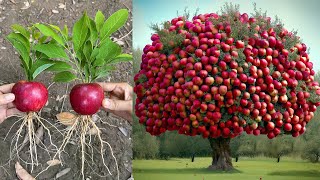 Apples Growing Apples Tree From Apples Fruit With Unique Techniques  Grafting Apples Tree [upl. by Munsey573]