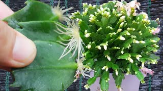 Ready to grow Christmas Cactus at home New Christmas Cactus propagation method [upl. by Grieve]