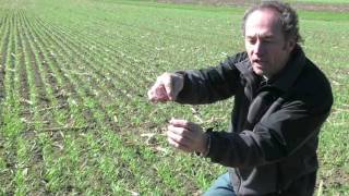 Wheat School Evaluating Planting Depth  Peter Johnson [upl. by Akenna]