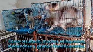 Impactante Perros confinados en jaulas inmundas en fábricas de cachorros en China [upl. by Eirrac]