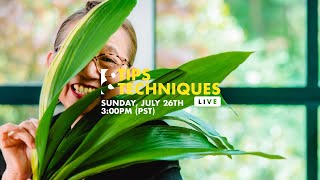 ASPIDISTRA ARTISTRY Tips amp Techniques LIVE with Hitomi Gilliam [upl. by O'Gowan]