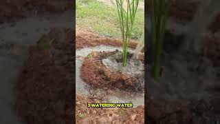 How To Grow And Care Date Palm Trees shorts palmtree farming [upl. by Ellehsat]