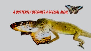 A Lizard captures a butterfly  Dancing with the happy meal [upl. by Anaek]