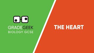 Understanding the Heart GCSE Biology Explained [upl. by Neehcas833]