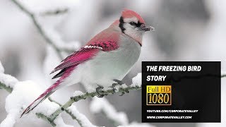 The Freezing Bird Story  Motivational Story for Self Development [upl. by Delphinia269]