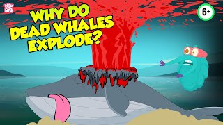 Why Do Dead Whales Explode  Whale Explosion  The Dr Binocs Show  Peekaboo Kidz [upl. by Astraea]