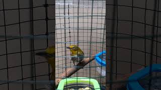 unboxing burung pleci montanus pleci plecimataputieh kicaumania [upl. by Adnimra196]