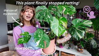 monstera thai constellation repotting  update 🙆‍♀️ [upl. by Paris]