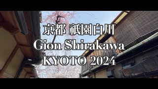 【京都】祇園白川の桜 2024Cherry blossoms in Gion Shirakawa Kyoto [upl. by Vins]