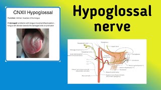 Hypoglossal Nerve  Cranial Nerve 12 Pathway Nerve Lesion [upl. by Enailil]