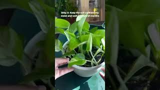 plants propagation houseplants garden indoorplants gardening garden plantas plant pothos [upl. by Akinehc]