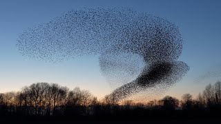 Starling murmuration 2020 Geldermalsen [upl. by Erret]