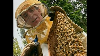 Bill Nye The Science Guy  S02E11  Insects  Best Quality  4K UPSCALED [upl. by Gowon]