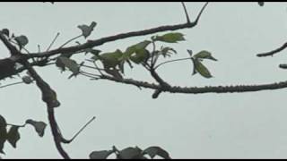 Parrot Bluerumped  Psittinus cyanurus [upl. by Sidnak]