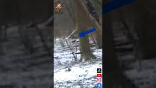 IL COURT IL COURT LE CHEVREUIL  KILLFAIL 002 chasse nature hunting chevreuil deer [upl. by Yrailih]