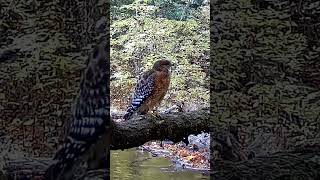 RedShouldered Hawk returns [upl. by Dynah]